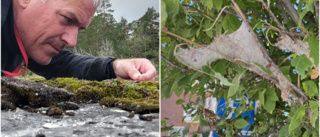 Spöklik väv på häggen i Piteå: "Ett häftigt naturfenomen"