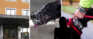 Efter attackerna: Hund i Skellefteå måste bära munkorg