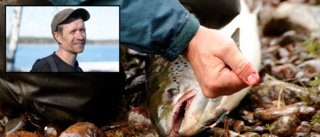 Allt laxfiske i Råneälven stoppas: "Läget är akut"