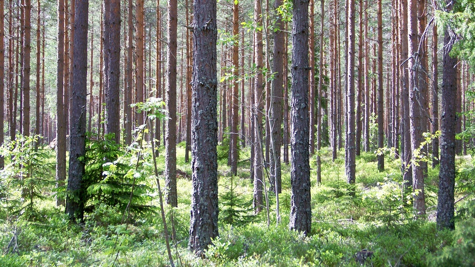 Att äga och bruka skog är en långsiktig investering, menar Sparbanken Nord.