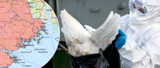 Jordbruksverket: "Risk för fågelinfluensa i Sörmland"