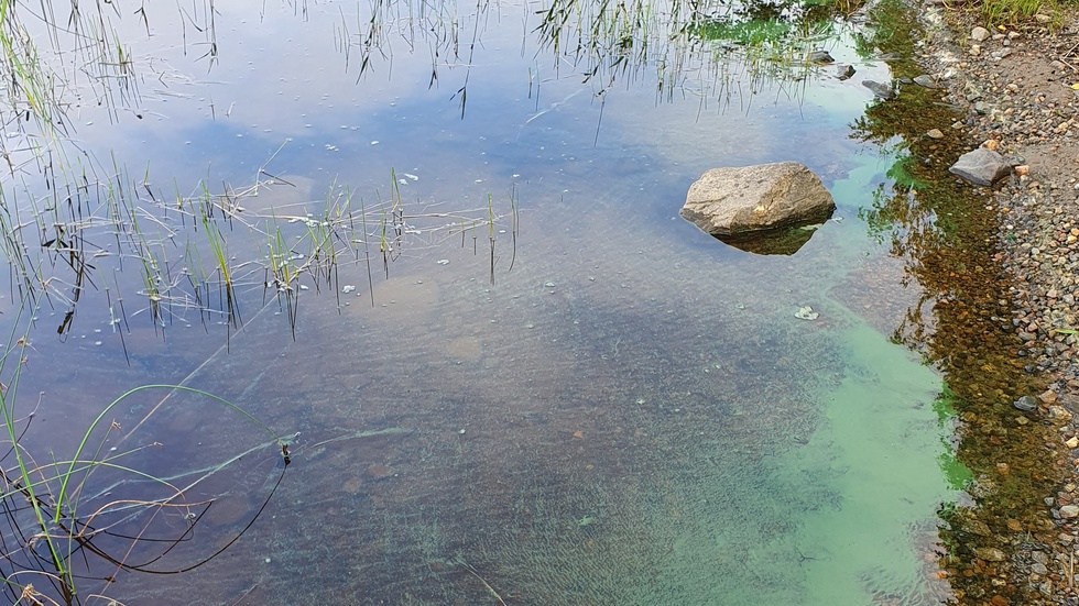 Three cases of suspected algal bloom have so far been confirmed in Skellefteå – and there is a risk of more.