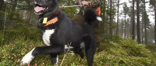 Jaktledare får djurförbud – fyra hundar omhändertas