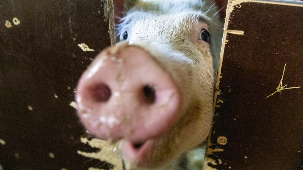 "Var en djurpositiv influencer, lev som vegan!", uppmanar skribenten. På bilden en glad(?) gris.
