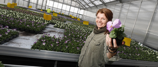Här får Eskilstuna färg – 50 000 blommor ska planteras