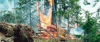 Brand för liv i skogen