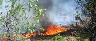 LISTA: Så mycket skog brann i fjol
