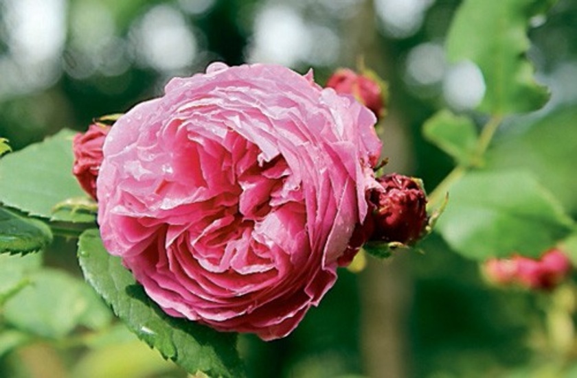 I helgen hölls det guidningar i Kisa-Mors Lustgård i Horn. I trädgården finns hundratals olika sorters blommor.