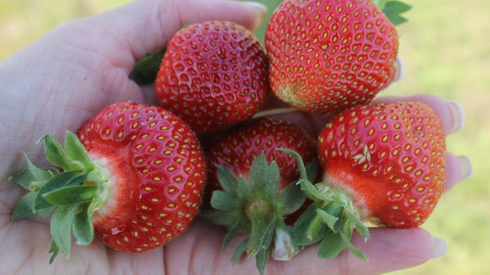 Redan på Nationaldagen öppnas självplockningen av jordgubbar i Stora Aby. Tre veckor tidigare än normalt.