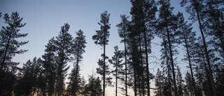 Hög tid att klimatanpassa Sörmlands skogar