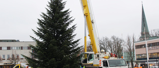 Jakten har börjat - Motala kommun söker 17 meter högt träd