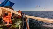 Sörmlands politiker måste driva på för hållbart fiske