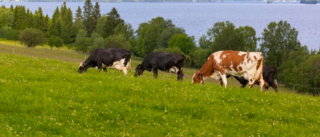 Norrmejerier vände till vinst på 63 miljoner kronor – mer än hälften blir utdelning till mjölkbönderna
