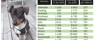 Antalet hundar ökar – här är de vanligaste raserna
