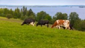 Få kommuner har mål för upphandling av lokalproducerat: "Behöver komplettera sina strategier"