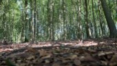 Bajsproblem i skogen runt Taljasjön – chaufförer uträttar sina behov: "Ovärdigt"
