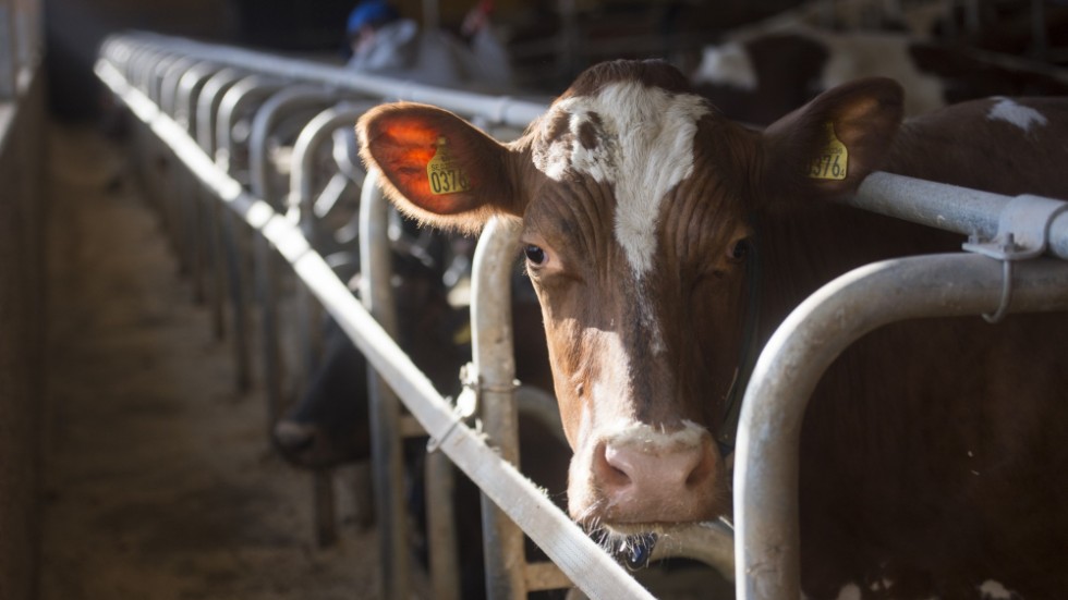 Den inhemska mjölkproduktionen ökar. Det är en följd av att det svenska jordbruket driver och förstår att produktionskraft och andra gröna värderingar, som djurhälsa och naturvård, ingår i ett och samma paket.