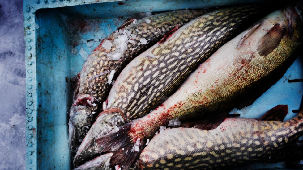Vanliga fiskarter som gädda och abborre är på kraftig tillbakagång i Östersjön, skriver artikelförfattarna.
