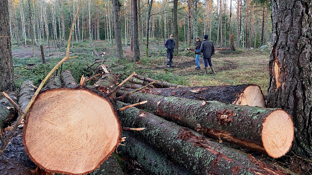 Rekordhöga priser på skogsfastigheter "Har man skogsmark att sälja kan
