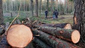 Rekordhöga priser på skogsfastigheter: "Har man skogsmark att sälja kan man göra sig en rejäl hacka"