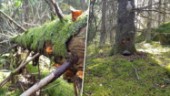 Skogsområde i Eskilstuna blir nytt naturreservat