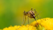Plåga på flera håll: Aggressiva myggor attackerar   