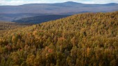 Skogen står stadig – värdet ökar mest i norr