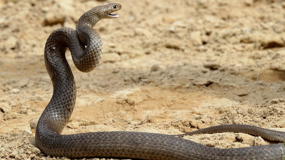 Brunorm är en av världens giftigaste ormar. Arkivbild.