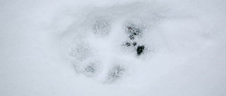 Länsstyrelsen tar hjälp av snön i vargspårningen: "Har samlat in och säkrat dna"