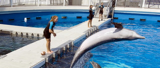 Delfinshower stoppas inför ny fransk lag