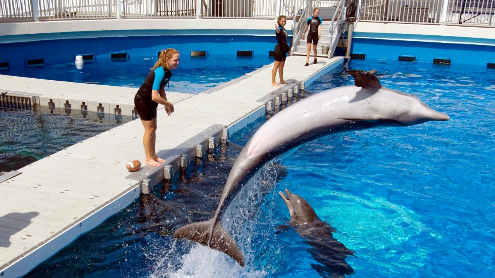Delfinshower väcker känslor. Arkivbild från Florida.