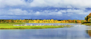 Svanar samlas på Torneälven    