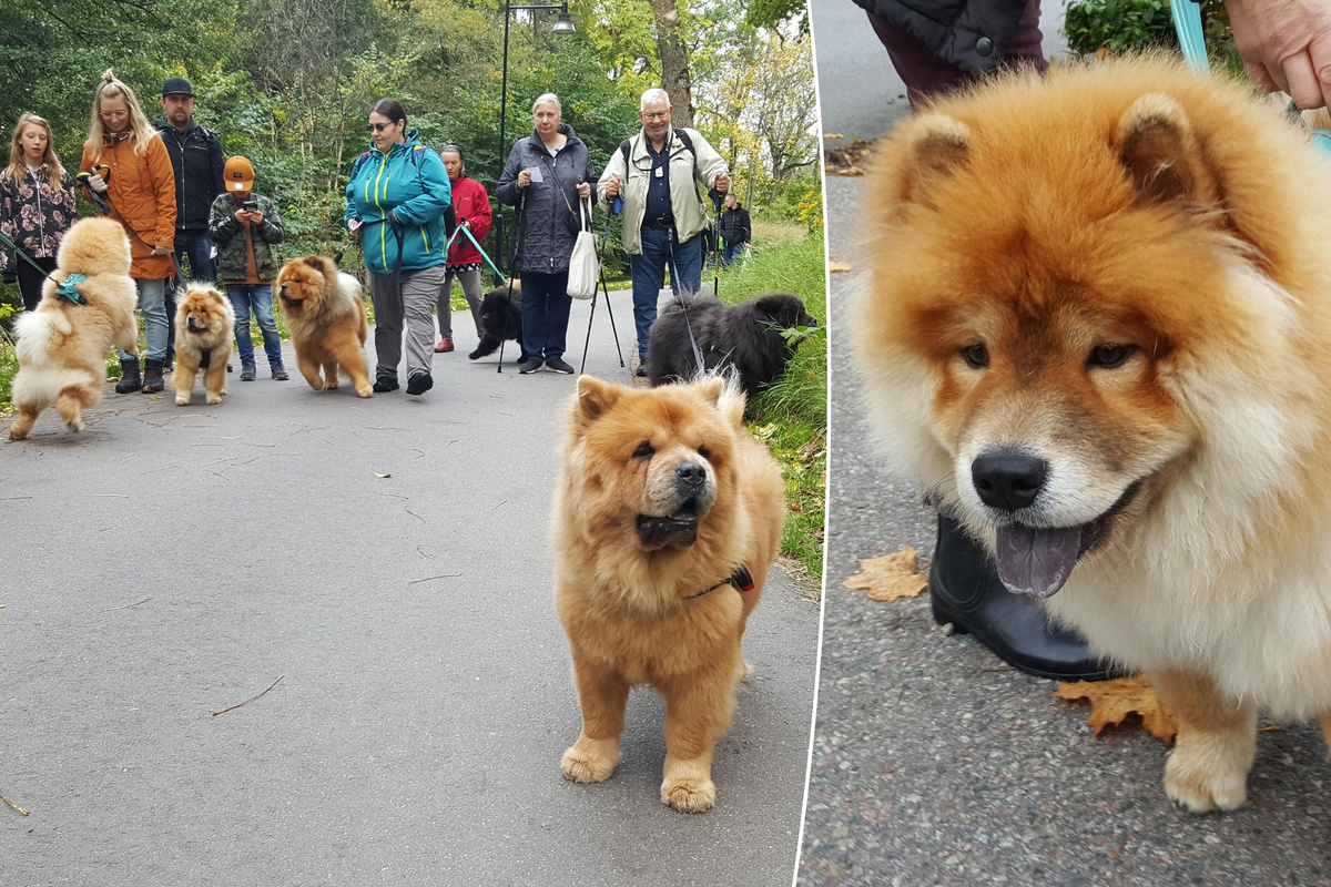 Entusiasterna Traffas Kring Hunden Med Bla Tunga Upsala Nya Tidning