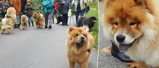 Hunden med blå tunga får entusiasterna att mötas