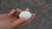 Vandaler kastade ägg på bostadshus – skador för flera tusen