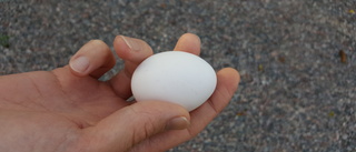Villaägare upptäckte krossade ägg utanför bostaden