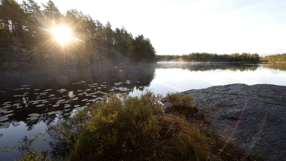 Miljöpartiet kommer fortsätta att kämpa för att vi i Sörmland och hela Sverige värnar om den biologiska mångfalden, skriver  Maria Carlén Lindwall, Hans Wrådhe och Hans Ring.