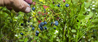 Mer blåbär och lingon – för skogens bästa