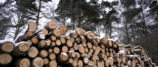 Skogsavverkning stoppas efter fynd