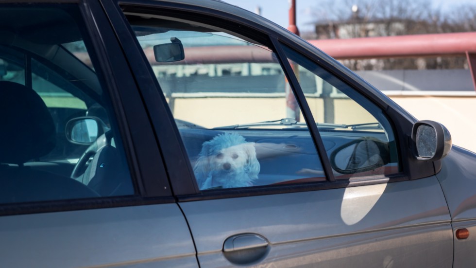Att lämna en hund i bilen kan ha irreversibla konsekvenser om den drabbas av ett värmeslag. Arkivbild.