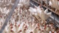 Östergötland inte längre högriskområde för fågelinfluensa