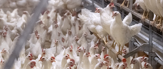 Många höns avlivas – oro för fågelinfluensan