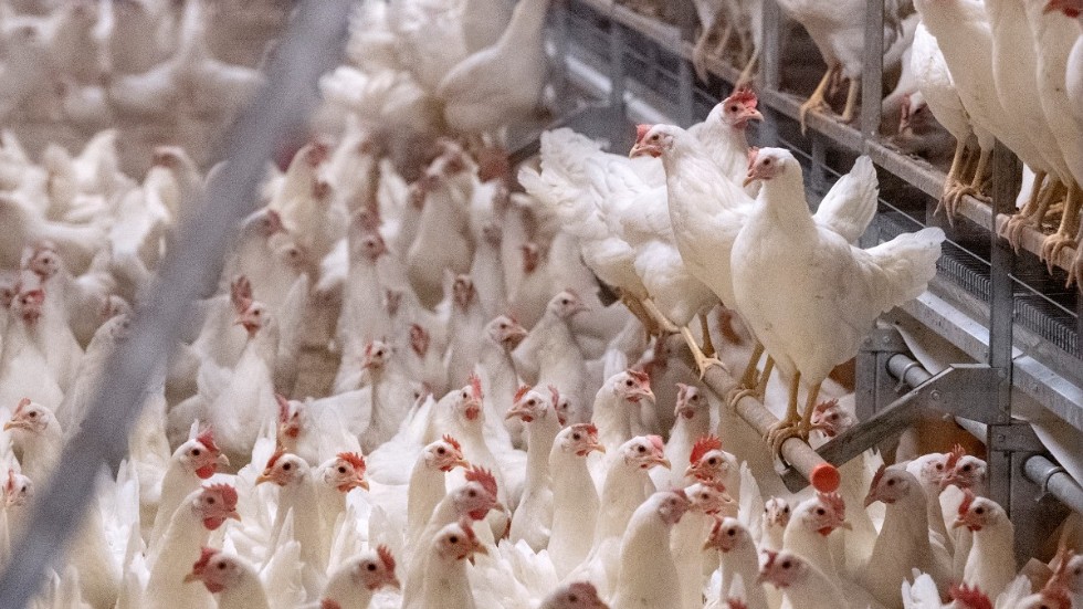 Aldrig förr har så många fåglar och fjäderfän fått avlivas efter att ha drabbats av fågelinfluensa i Europa. Arkivbild.