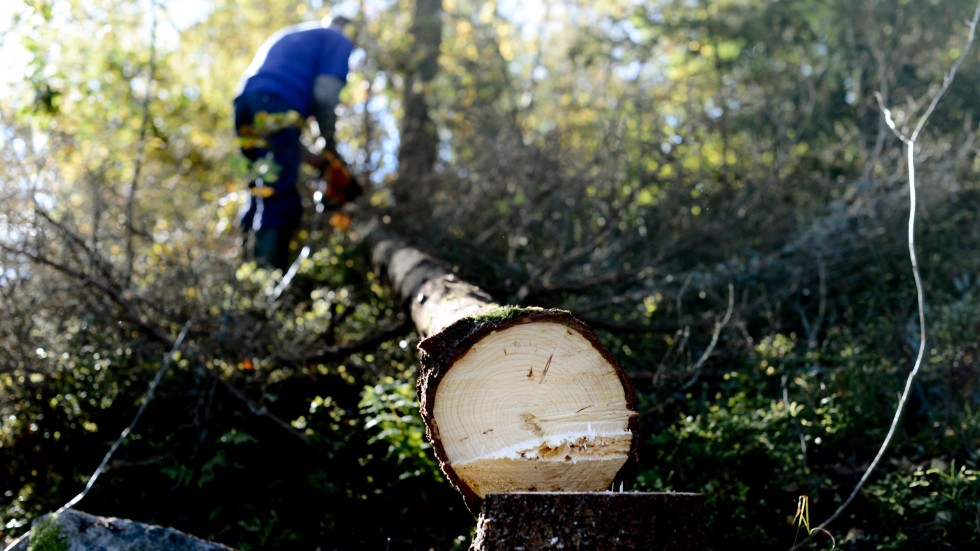 – "Skogsbruket är en viktig del av företagandet i norra Sverige", skriver Moderaterna i Norsjö.