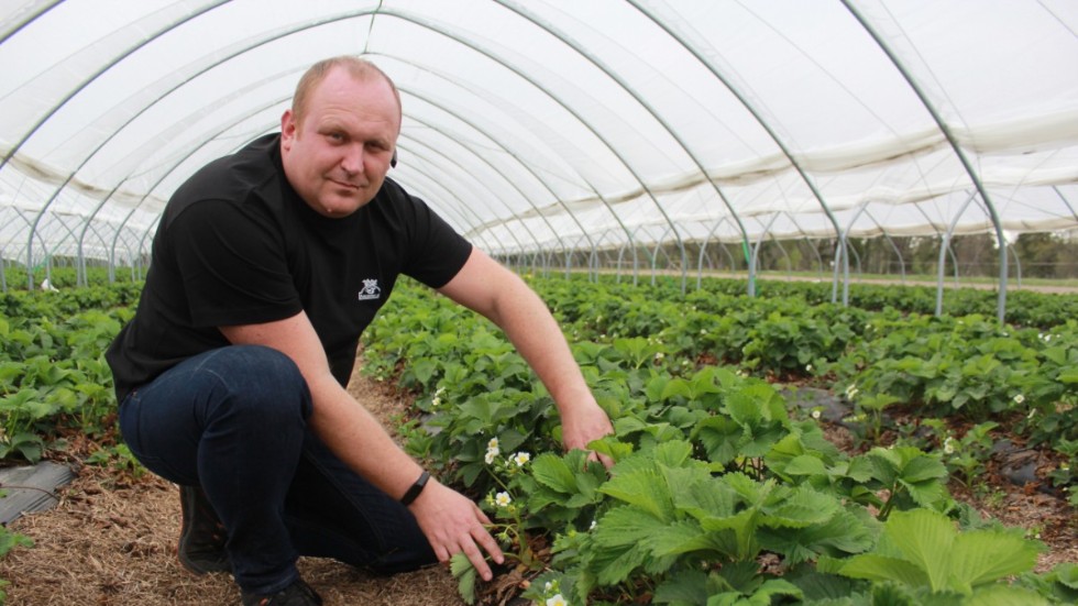 Säsongen är minst två veckor försenad. "Blomningen har precis börjat", säger Andrzej Róg som ändå kan garantera jordgubbar till midsommar.