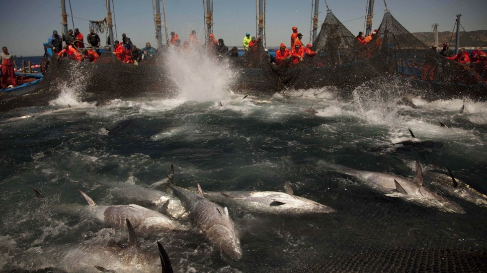 Den blåfenade tonfisken (Thunnus thynnus) var länge utrotningshotad till följd av överfiske. Nu har den degraderats flera steg på hotskalan, efter stora insatser. Arkivbild.