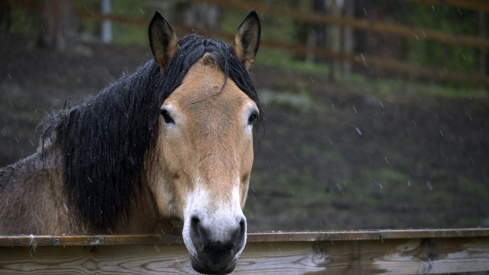 Barn och ungdomar med kärlek till hästar ger lycka och välbefinnande i framtiden, enligt insändarskribenten


