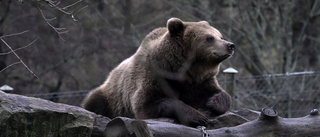 Ytterligare fyra björnar fällda i Västerbotten – en i Norran-området