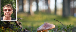 Världens dyraste svamp kan du plocka i Norrbotten