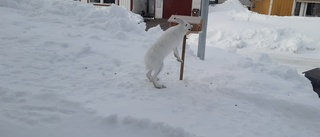 "Främmande fågel" kom på besök